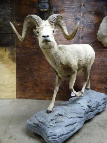 Fannin Sheep Full Body Mount Taxidermy: The Fannin Ram lives in the far most Northern Regions of British Columbia, Canada. They are simply a cross between the Stone Sheep and the Dall Sheep of the Southern Yukon. This is a very handsome ful