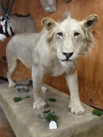 African Lion Full Body Mount Taxidermy: **TEXAS RESIDENTS ONLY** This mount is clean, smoke free, and in excellent. The taxidermy is a 9.5 on a 1 to 10 quality level, and the mount has a natural pose with good expression. This is a mature m