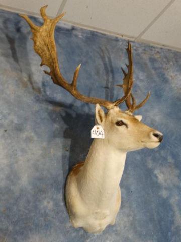 Spotted Fallow Deer Shoulder Mount Taxidermy: This is a really handsome mount of a good size Fallow Deer Buck. The mount is clean and in mint-like condition. The taxidermy quality is a very nice 9.