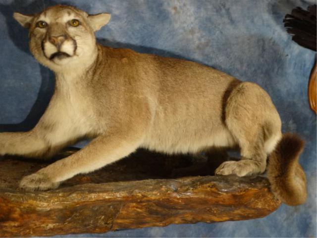 Mountain Lion Full Body Mount Taxidermy: This is a very nice full mount of an average size mature Mountain Lion that was harvested in New Mexico. This mount is clean and in very good condition. The taxidermy quality is a grade 9.25.