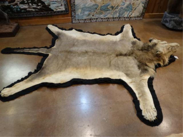 Very Nice African Lion Rug Taxidermy Mount: **TEXAS RESIDENTS ONLY** This is a really good size male Lion measuring 9 feet and 7" long from the nose to the tip of the tail. From one front Paw to the other is 7 feet and 5 1/2" across. The taxide