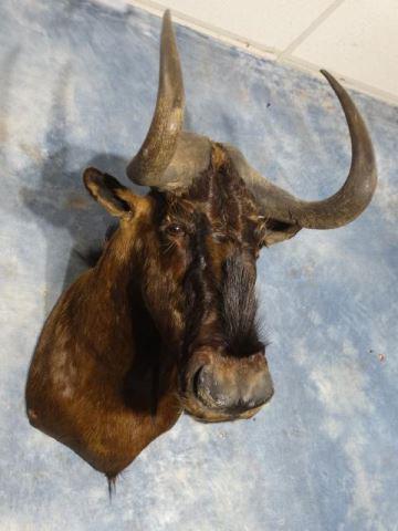 African Black Wildebeest Shoulder Mount Taxidermy: This mount is a 9 in quality and it is clean and a Record Class Mature Bull.