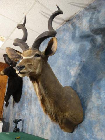 Big Greater Kudu Shoulder Mount Taxidermy: This is an older mount but clean and still in pretty good overall condition. The horns are 53 3/8" x 52 2/8" which have pretty ivory tips. The bases are 104/8" around and this Kudu will make the Recor
