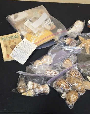 Seashell Collection From Around The World (1 of 11)