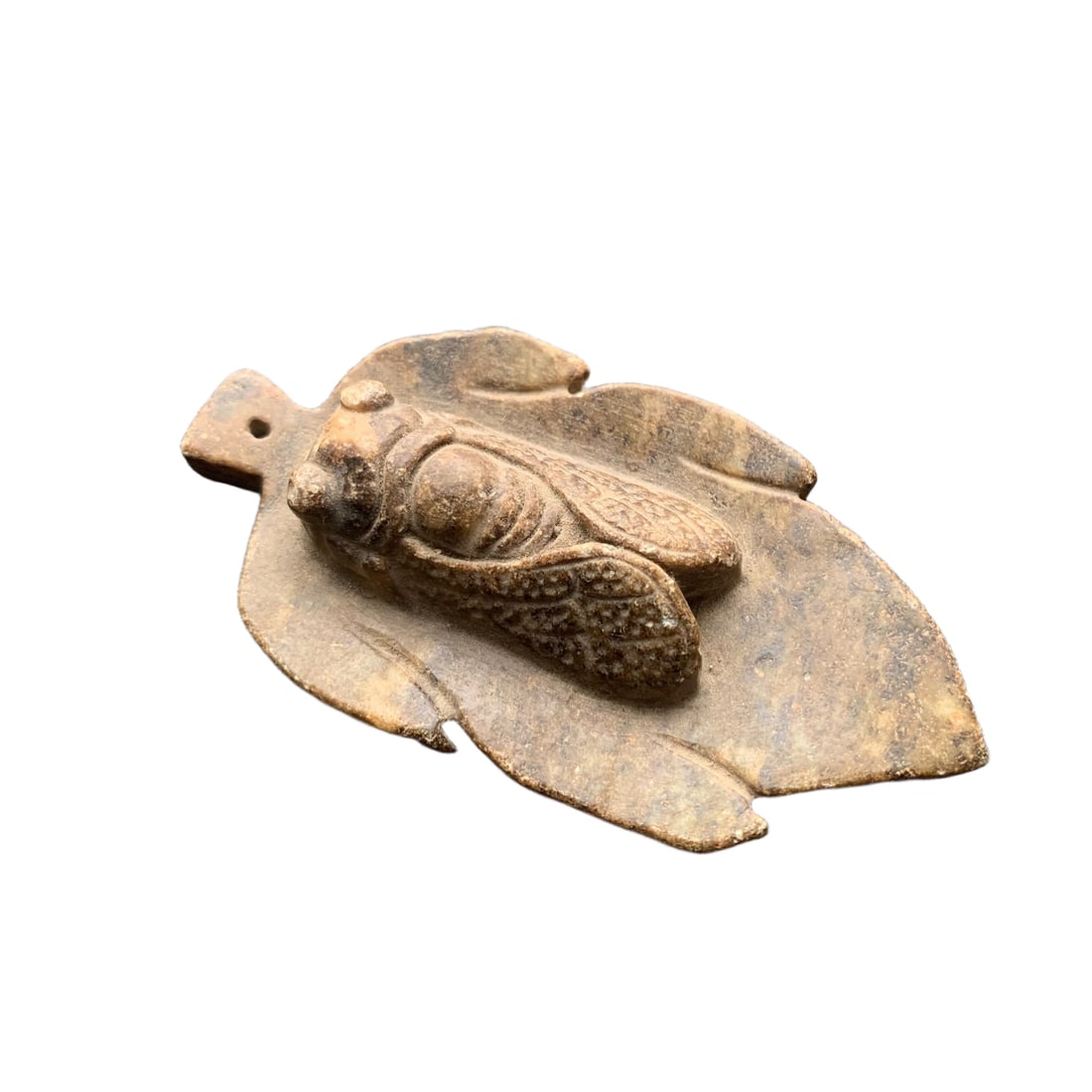 Koogutama cicada (1 of 6)