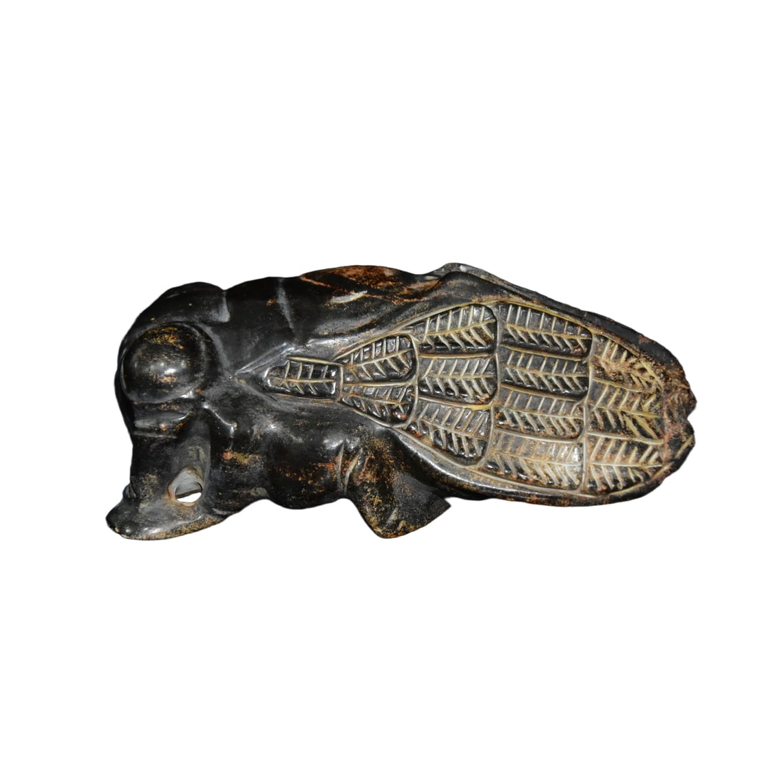 Meteorite cicada (1 of 9)