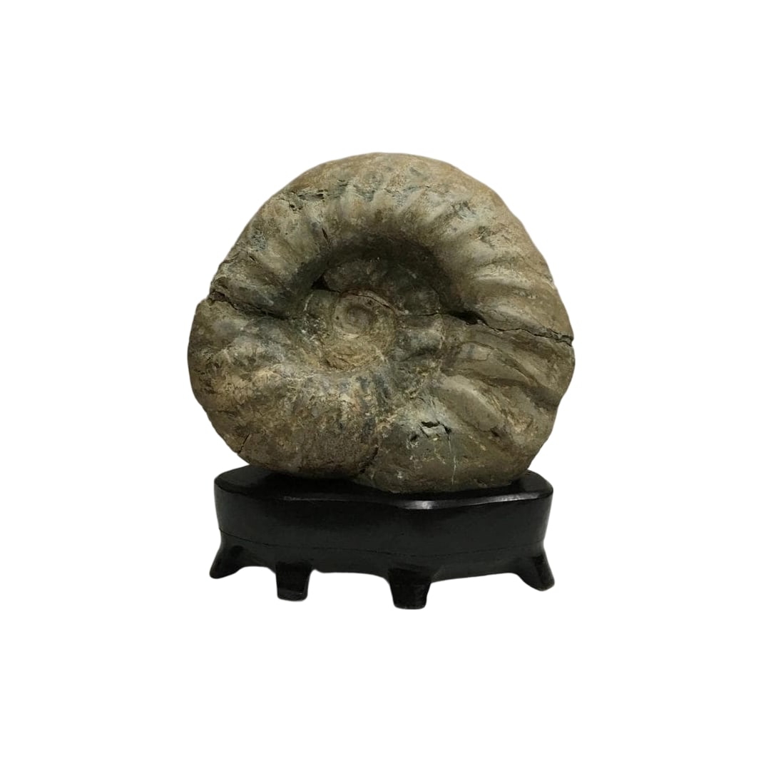Large Ammonite Fossil (1 of 11)