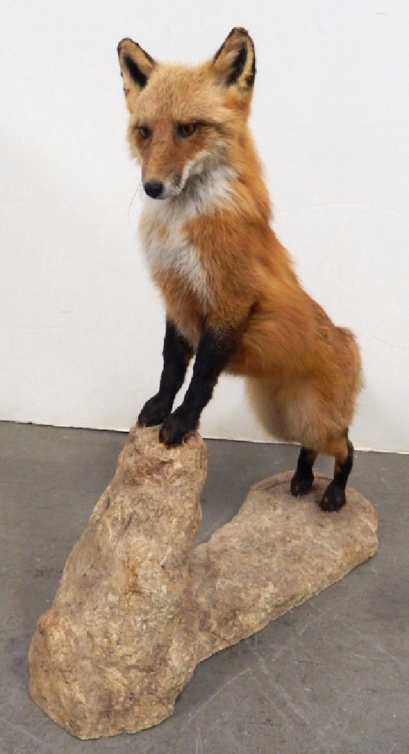 Taxidermy standing red fox (1 of 8)
