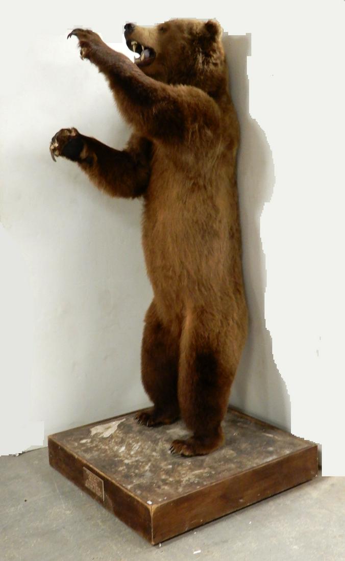 Life size mount Alaskan Brown Grizzly Bear (1 of 1)