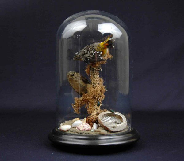 Stuffed and mounted birds and beetles display, two: Stuffed and mounted birds and beetles display, two birds on branch with beetles, sand, pebbles and shells on base, under glass dome on round walnut base, late 19th to early 20th C. (glass dome and lar