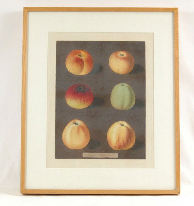 George Brookshaw, pair of botanical aquatints, han: George Brookshaw, pair of botanical aquatints, hand colored, depicting apples,plate numbers from Pomona Britannica, dated 1812, image size 24 1/2" x 20 1/2", frame size 25 1/4" x 21 1/2", Diane Dunnin