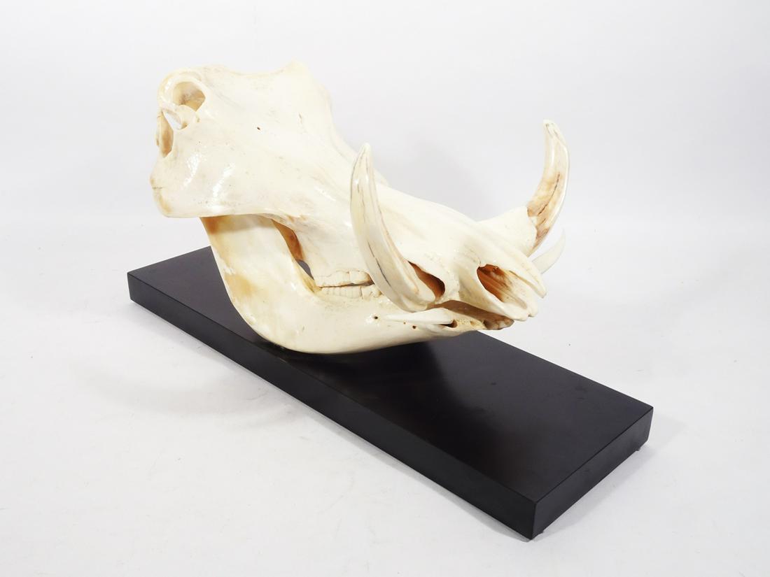 Taxidermy Wild Boar Skull (1 of 3)