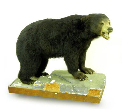 Stuffed and mounted black bear, 42" high x 50" x 1: Stuffed and mounted black bear, 42" high x 50" x 18"