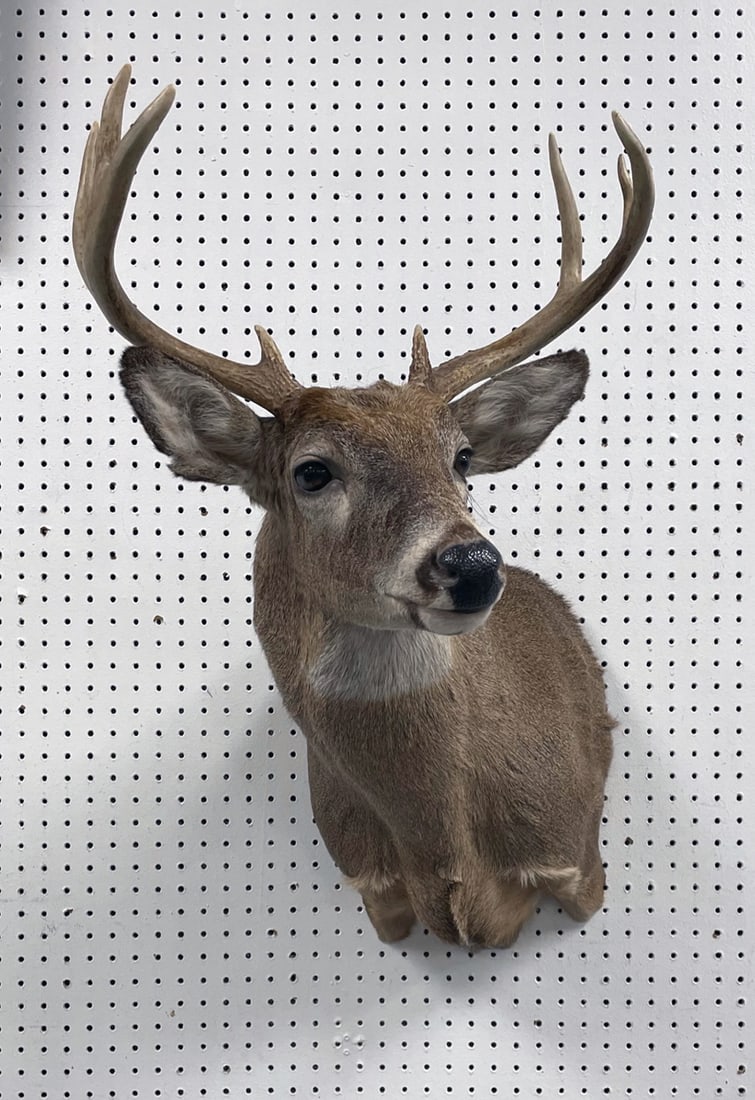 Eight point white tail deer shoulder mount: Eight point white tail deer shoulder mount. 38" height X 18" width X 26" depth.
