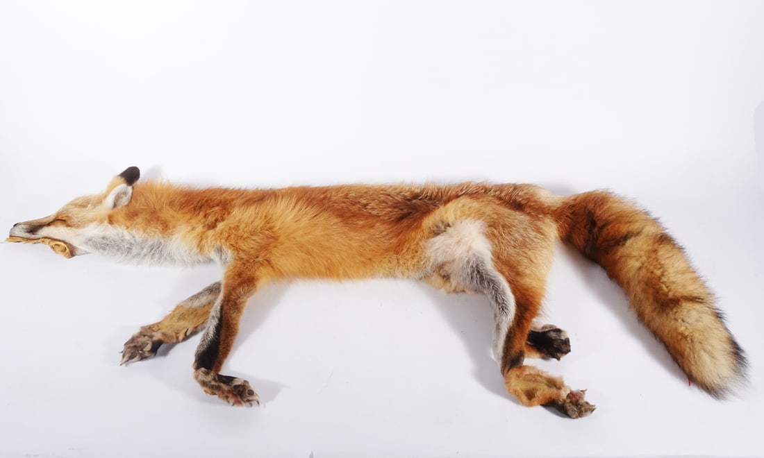 Red fox pelt: Red fox pelt. 50" nose to tail / 26" spread eagle / 4" diameter tail.