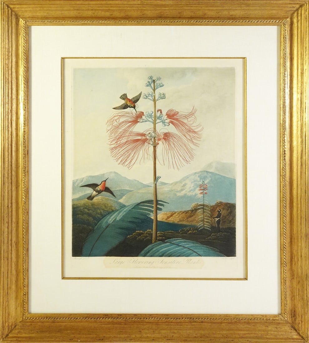 Robert John Thornton Aquatint (1 of 2)