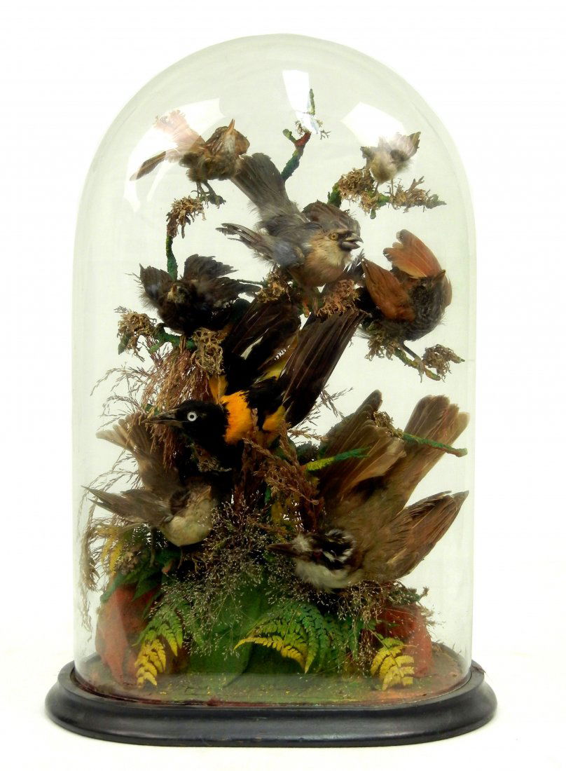 Victorian taxidermy bird group in glass dome, eigh: Victorian taxidermy bird group in glass dome, eight birds on branches, dome measures 19" high