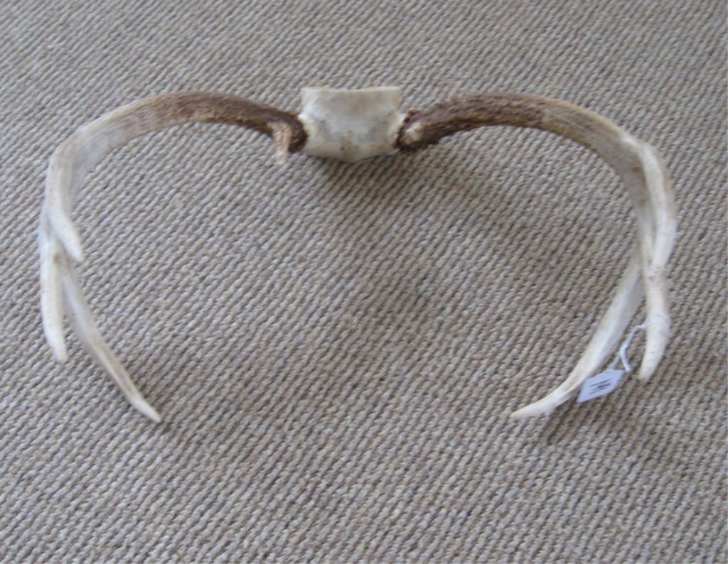 Deer antlers: Deer antlers, 4 point, 8" x 15" x 11"