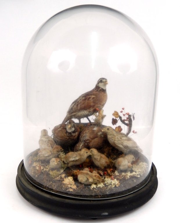 Victorian taxidermy twelve bird grouping in dome (1 of 5)