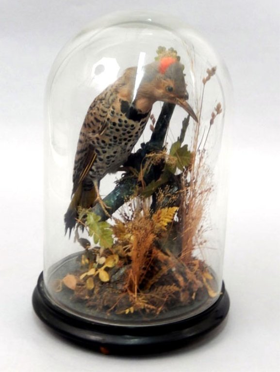 Victorian taxidermy bird in dome glass display (1 of 3)