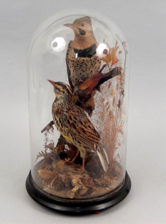 Victorian taxidermy birds in dome glass display (1 of 4)