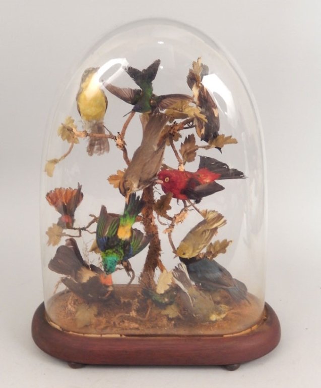 Victorian taxidermy birds in dome display case: Victorian taxidermy birds in dome display case, thirteen birds perched on branches, 18 1/2" x 14 1/2" x 7 1/2"