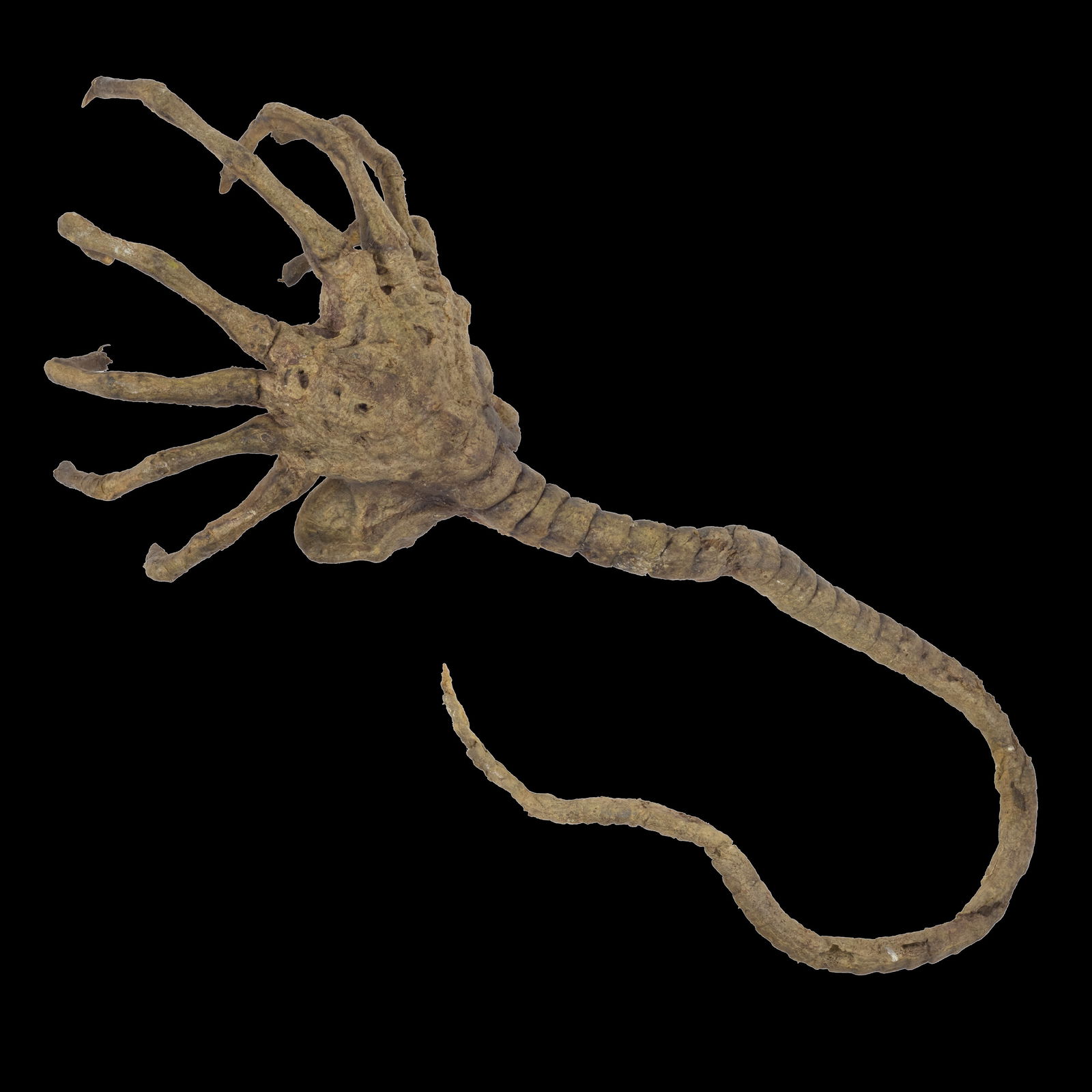 "Facehugger" Production Used Prop from Alien vs. Predator Franchise (1 of 6)