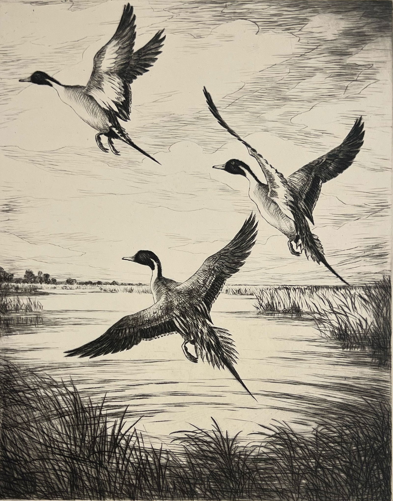 Hans Kleiber "Pintail Drakes": Etching. Plate: 10 x 7.75 inches. Sheet: 14 x 11 inches.