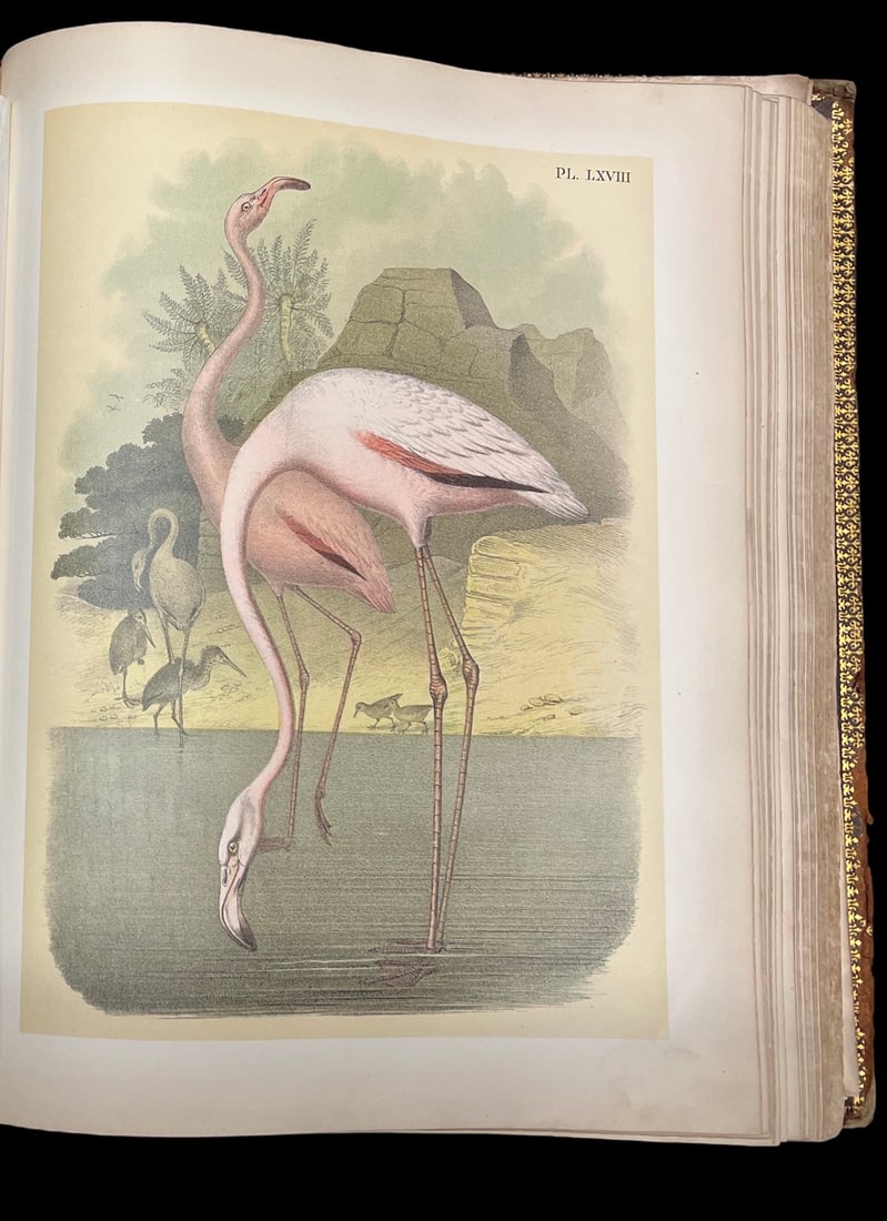 1881 "Studer’s Popular Ornithology: The Birds of North America" Colored Lithographs Roy Latham (1 of 16)