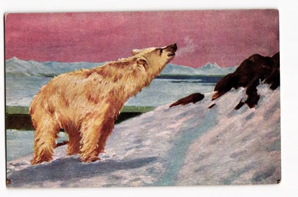Polar Bear in Arctic Landscape, Early 20th Century Illustrated Postcard, Snowy Scene
