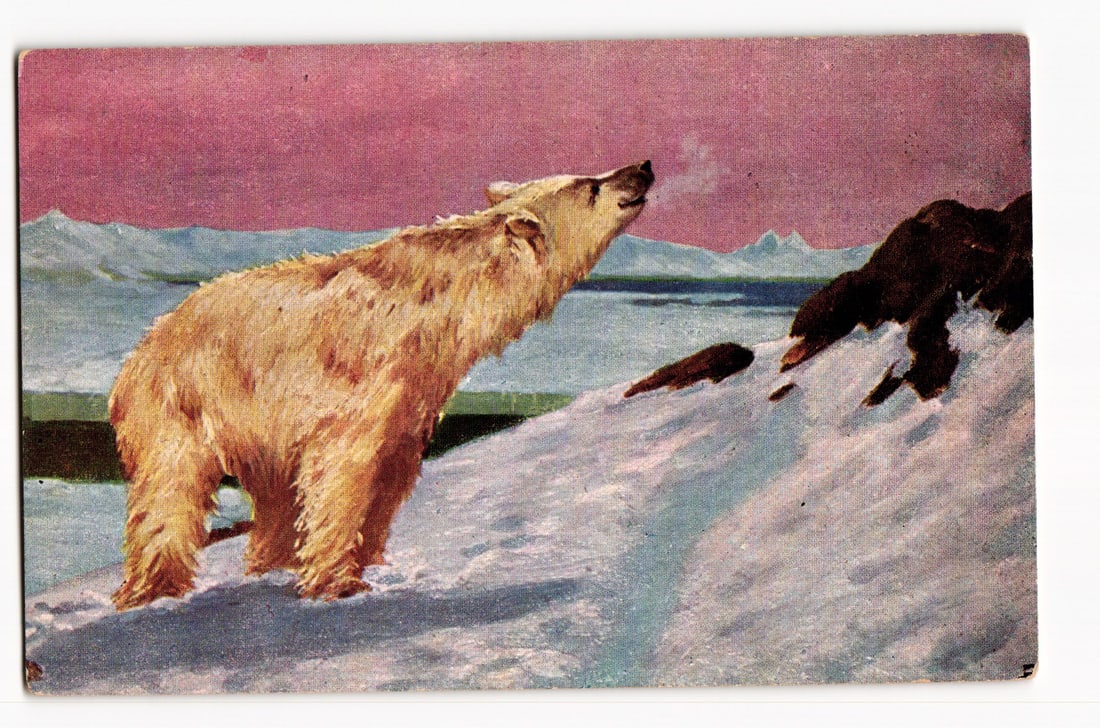 Polar Bear in Arctic Landscape, Early 20th Century Illustrated Postcard, Snowy Scene: The front of the postcard features an illustration of a polar bear standing on a snow-covered incline, facing right with its head tilted upwards, its breath visible as a plume of vapor against a pink