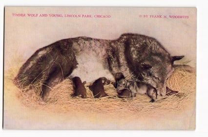Timber Wolf with Young Pups, Lincoln Park, Chicago. Colorized Photograph by Frank M. Woodruff.