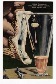 Milking Rattlesnake, Ross Allen's Reptile Institute, Silver Springs, Fla. Close-up View Postcard