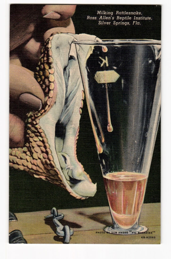 Milking Rattlesnake, Ross Allen's Reptile Institute, Silver Springs, Fla. Close-up View Postcard (1 of 2)