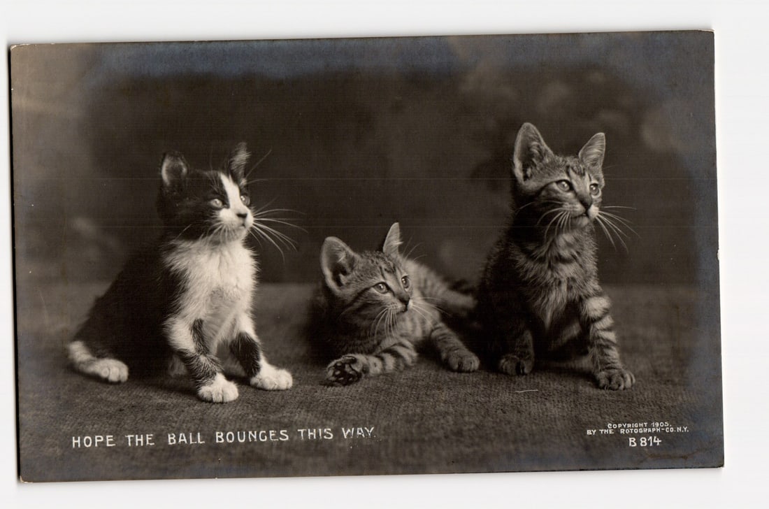 Antique 1905 Postcard: Three Kittens, "Hope The Ball Bounces This Way," Rotograph Co. N.Y. City (1 of 2)