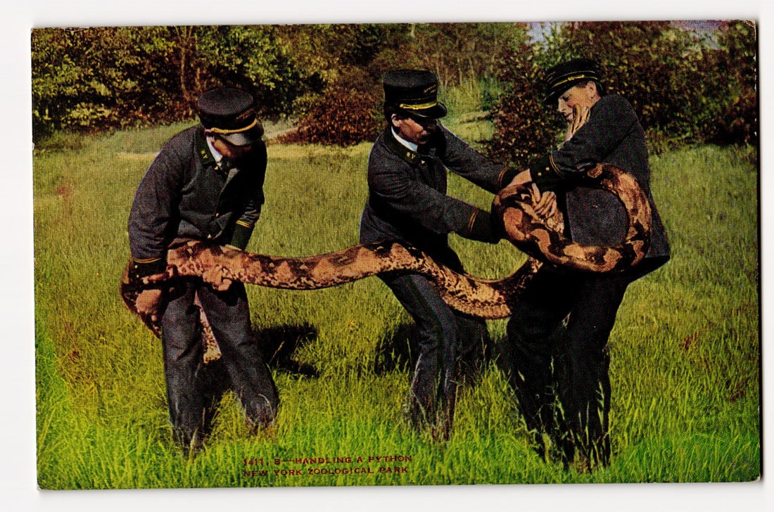 Three Men Handling a Python, New York Zoological Park, Official Zoological Society Postcard (1 of 2)