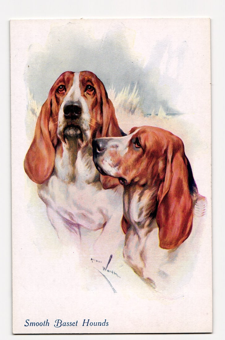 Smooth Basset Hounds by K. Wardle, A. Vivian Mansell Postcard No. 1648, Printed in England: Color illustration of two Smooth Basset Hounds. One faces forward, head and chest shown, with a white muzzle, blaze, and brown patches on ears and around eyes. The other, in profile facing left, shows