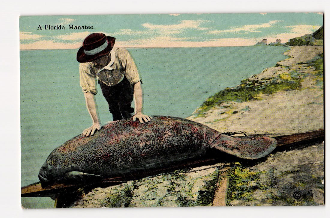 Antique Postcard: Man Posing with a Florida Manatee on Shoreline, Early 20th Century View: The image depicts a man wearing a wide-brimmed hat with a dark band, a light-colored, long-sleeved shirt, and dark trousers, leaning forward with both hands placed on the back of a large manatee. The