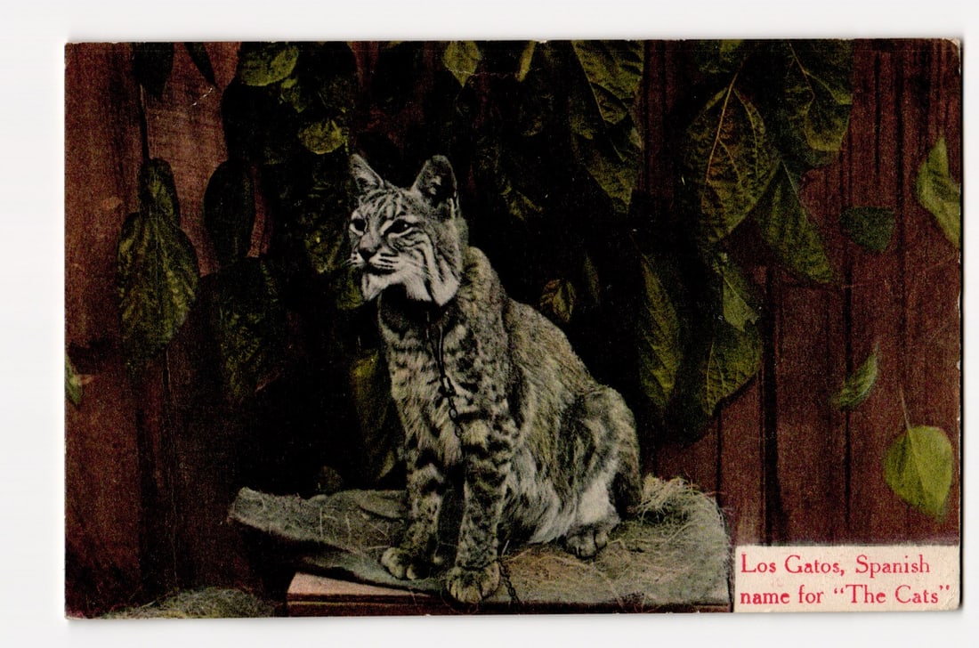 Los Gatos California Bobcat Postcard, 1908, "The Cats" Spanish Name Detail on Front Image: Colorized image: bobcat on rock/ledge; dark wooden fence background with overhanging green foliage. Bobcat faces left. Printed lower right: 'Los Gatos, Spanish name for “The Cats”'. Colorized