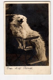 Real Photo Postcard of "Prince" the Dog Seated on Chair, Swansteen Postal Studio Minneapolis