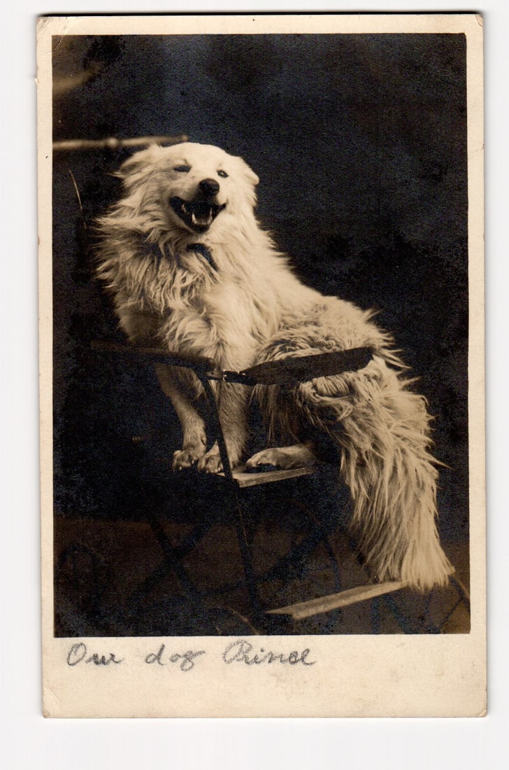 Real Photo Postcard of "Prince" the Dog Seated on Chair, Swansteen Postal Studio Minneapolis: A sepia-toned photograph depicts a light-colored, long-haired dog identified as "Prince" seated on a simple chair against a dark, indistinct background. The dog, possibly a Samoyed or similar breed, f