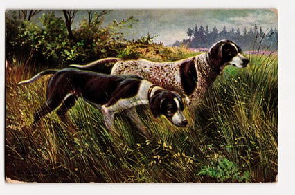 Hunting Dogs in Tall Grass, German American Novelty Art Series 537 No. 1, 1907 Postcard