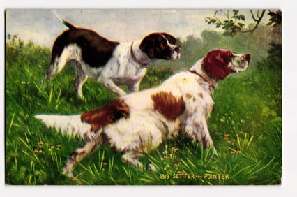 Art Print Postcard No. 5519: Setter and Pointer Dogs in Grassy Field, Postmarked 1909