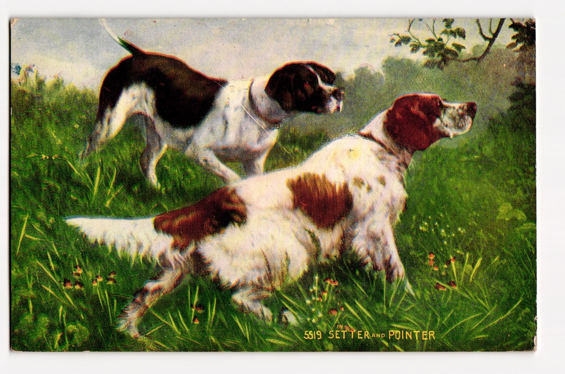 Art Print Postcard No. 5519: Setter and Pointer Dogs in Grassy Field, Postmarked 1909 (1 of 2)