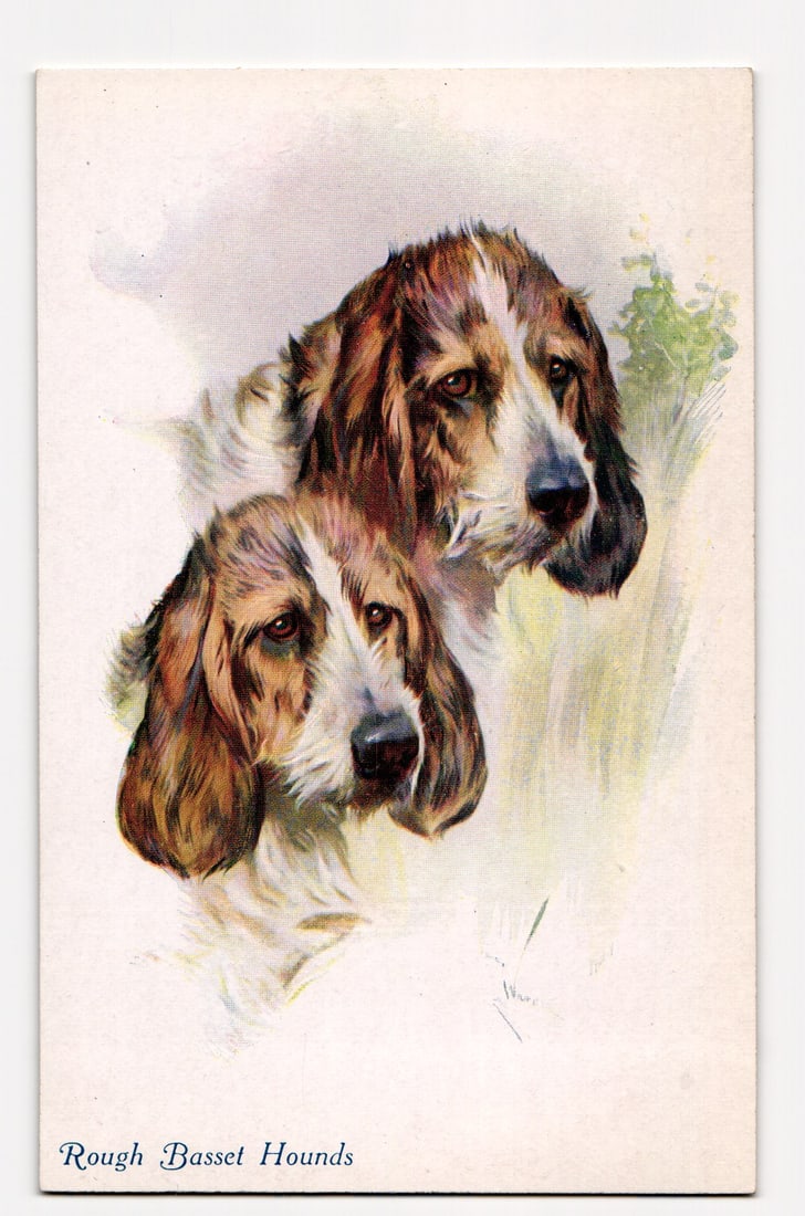 Artistic Illustration Postcard of Two Rough Basset Hounds, Published by A. Vivian Mansell & Co.: A color illustration depicts two Rough Basset Hounds in a portrait composition. The larger hound is positioned slightly behind and to the right of the smaller one in the foreground; both feature predo