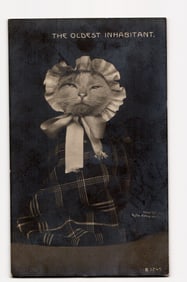 THE OLDEST INHABITANT. Cat in Bonnet & Plaid Garment, 1905 Rotograph Co. B 1245 Postcard