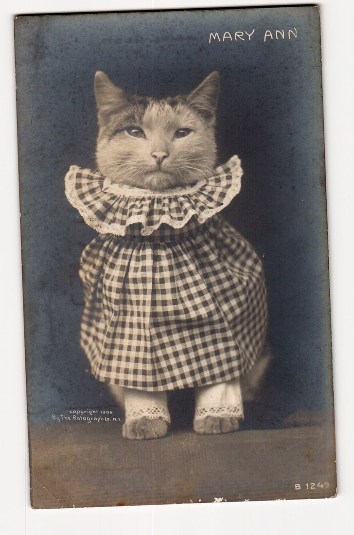 Mary Ann Cat in Gingham Dress & Lace Collar, Rotograph Co. 1905 Anthropomorphic Postcard (1 of 2)