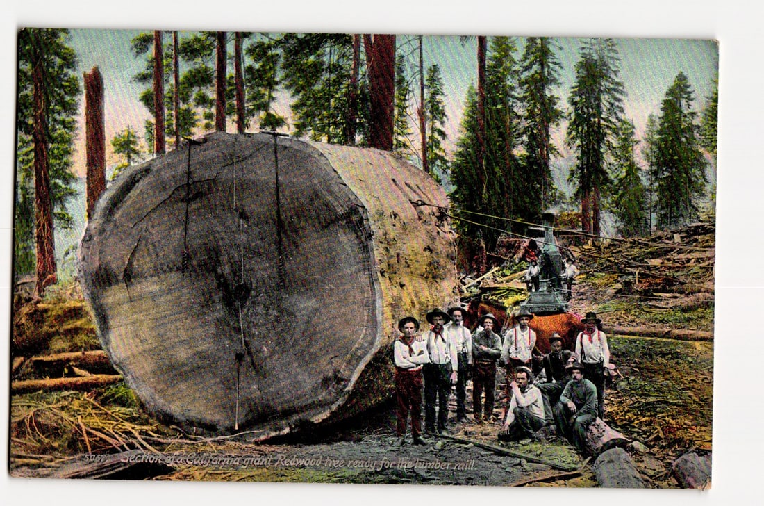 Postcard: Section of California Giant Redwood Tree with Men, Ready for Lumber Mill, ca. 1900s (1 of 2)