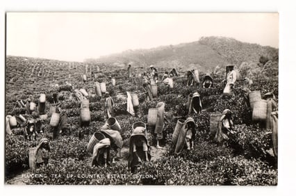 Postcard: Plucking Tea on Up-Country Estate, Ceylon. Photographic View with Multiple Workers.