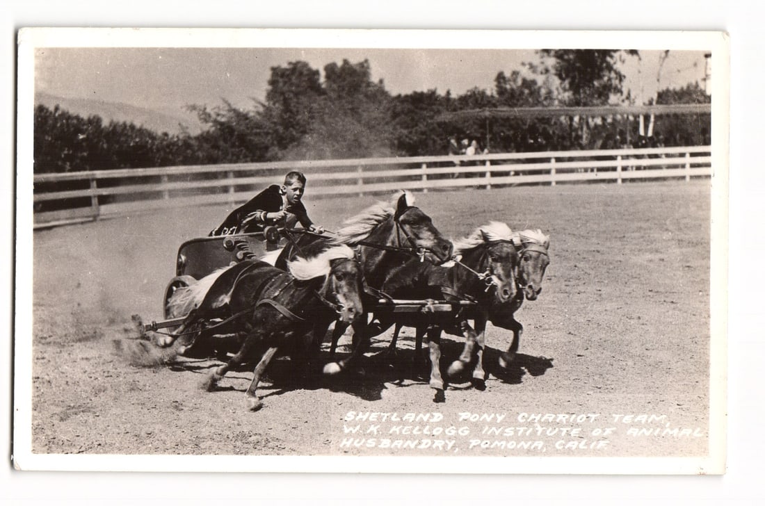 RPPC Shetland Pony Chariot Team W.K. Kellogg Institute Animal Husbandry Pomona California (1 of 2)
